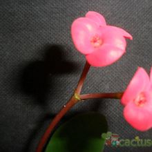 Una foto de Euphorbia milii var. milii