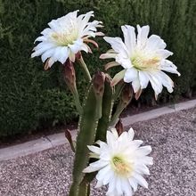 Foto de un cactus que se está identificando actualmente