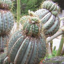 Una foto de Coleocephalocereus purpureus