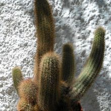 Una foto de Echinocereus delaetii var. freudenbergeri