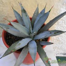 A photo of Agave macroacantha