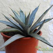 A photo of Agave macroacantha