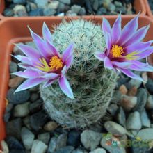 A photo of Mammillaria blossfeldiana