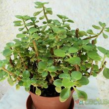 A photo of Plectranthus neochilus