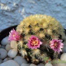 Una foto de Mammillaria carmenae