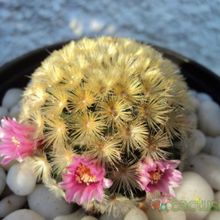 Una foto de Mammillaria carmenae