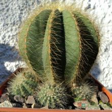 A photo of Parodia magnifica