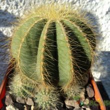 A photo of Parodia magnifica