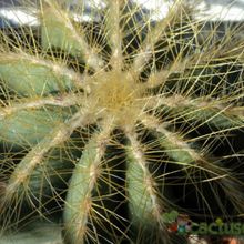 A photo of Parodia magnifica