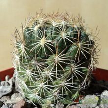 Una foto de Coryphantha pseudonickelsae