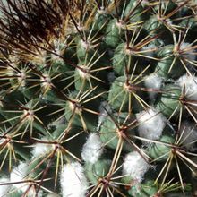 A photo of Mammillaria gigantea