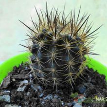A photo of Eriosyce taltalensis ssp. echinus