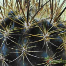 A photo of Eriosyce taltalensis ssp. echinus