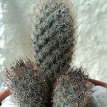 A photo of Mammillaria pottsii