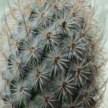 A photo of Mammillaria pottsii