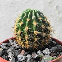 Una foto de Echinopsis mamillosa subsp. silvatica