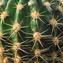 Una foto de Echinopsis mamillosa subsp. silvatica