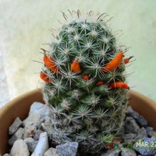 A photo of Mammillaria blossfeldiana