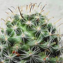 A photo of Mammillaria blossfeldiana