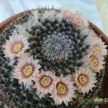 A photo of Mammillaria pseudocrucigera