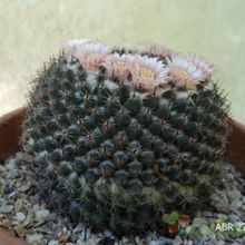 A photo of Mammillaria pseudocrucigera