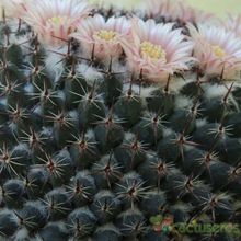 A photo of Mammillaria pseudocrucigera