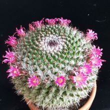 A photo of Mammillaria mystax