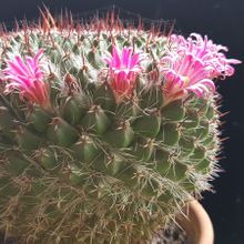A photo of Mammillaria mystax