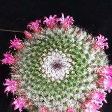 A photo of Mammillaria mystax