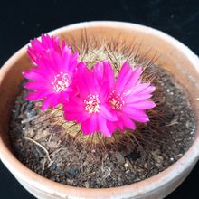 A photo of Sulcorebutia tiraquensis
