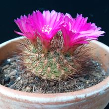 A photo of Sulcorebutia tiraquensis