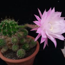 A photo of Echinopsis oxygona