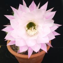 A photo of Echinopsis oxygona