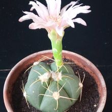A photo of Gymnocalycium horstii ssp. buenekeri