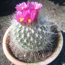 Una foto de Thelocactus macdowellii