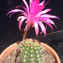 A photo of Echinopsis backebergii