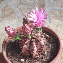 A photo of Sulcorebutia tiraquensis