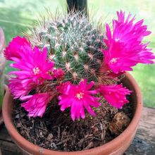A photo of Sulcorebutia tiraquensis