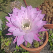 Una foto de Echinopsis oxygona