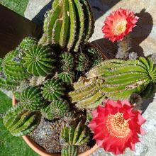 Foto de un cactus que se está identificando actualmente