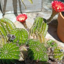Foto de un cactus que se está identificando actualmente