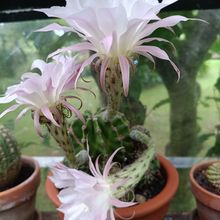 Foto de un cactus que se está identificando actualmente