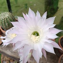 Foto de un cactus que se está identificando actualmente