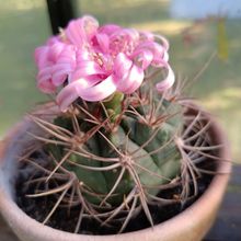 Foto de un cactus que se está identificando actualmente