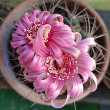 Foto de un cactus que se está identificando actualmente