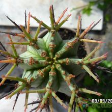 A photo of Euphorbia horrida