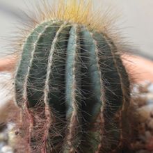 A photo of Parodia magnifica