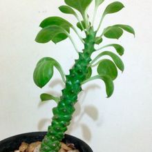 A photo of Euphorbia ritchiei