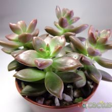 A photo of Graptosedum cv. Bronze (Graptopetalum paraguayense x Sedum stahlii) (Hibrido)