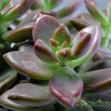 A photo of Graptosedum cv. Bronze (Graptopetalum paraguayense x Sedum stahlii) (Hibrido)
